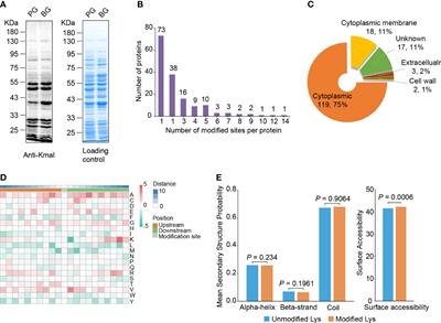 Systematic analysis of lysine malonylation in Streptococcus mutans